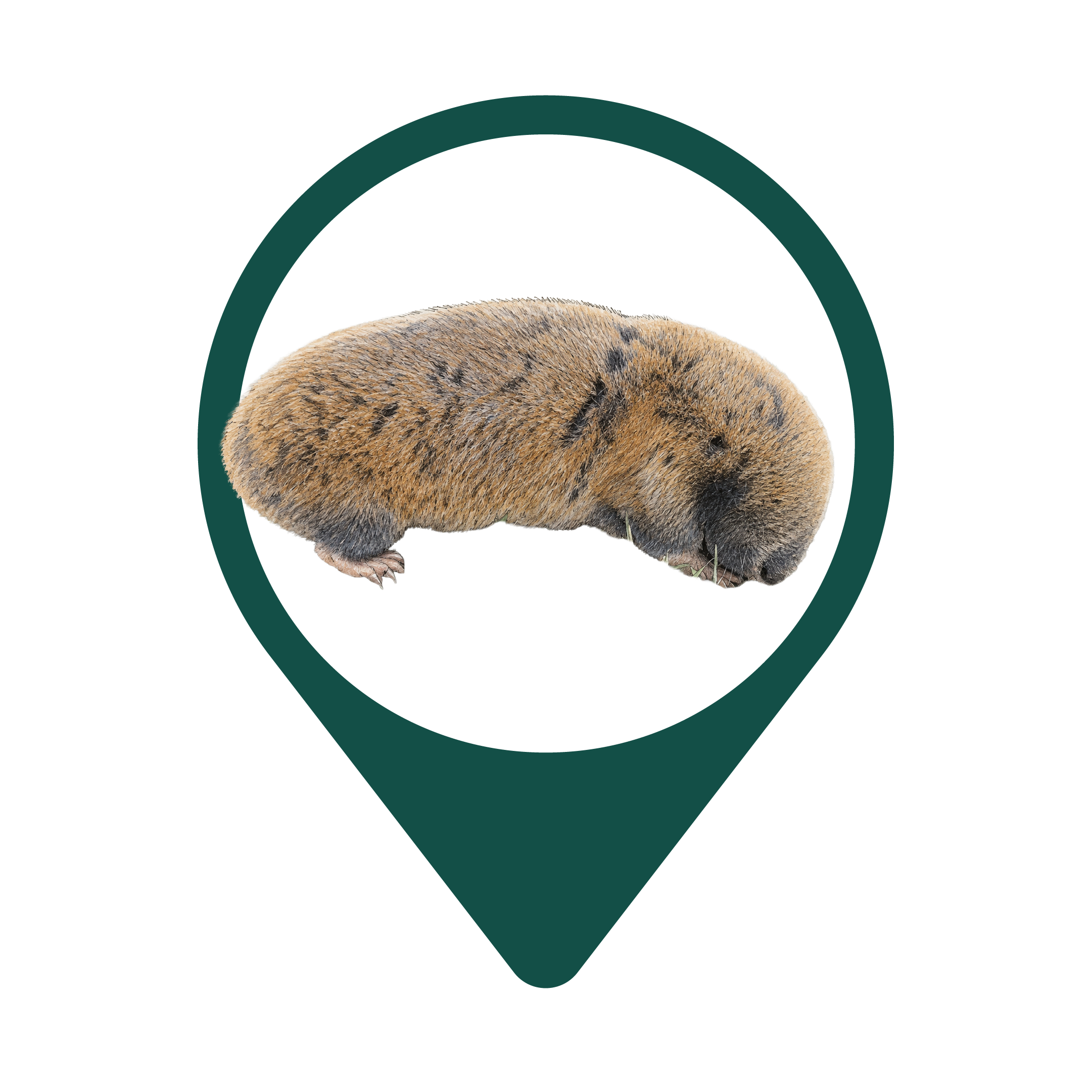 Middle East Blind Mole Rat