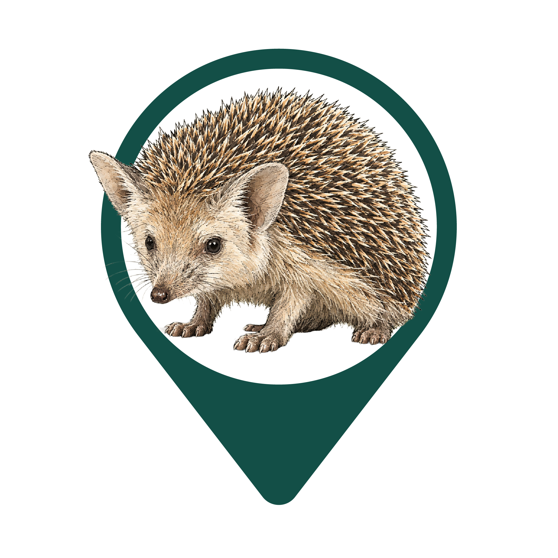 Southern White-Breasted Hedgehog