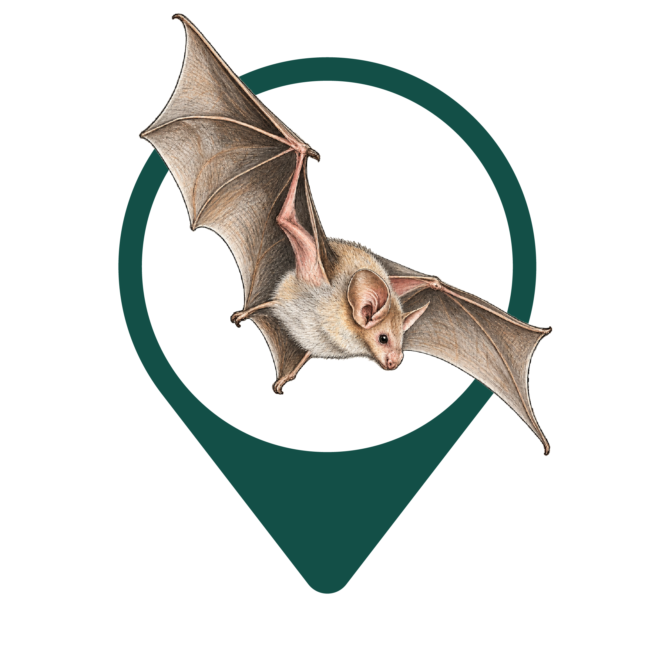 Lesser mouse-tailed bat