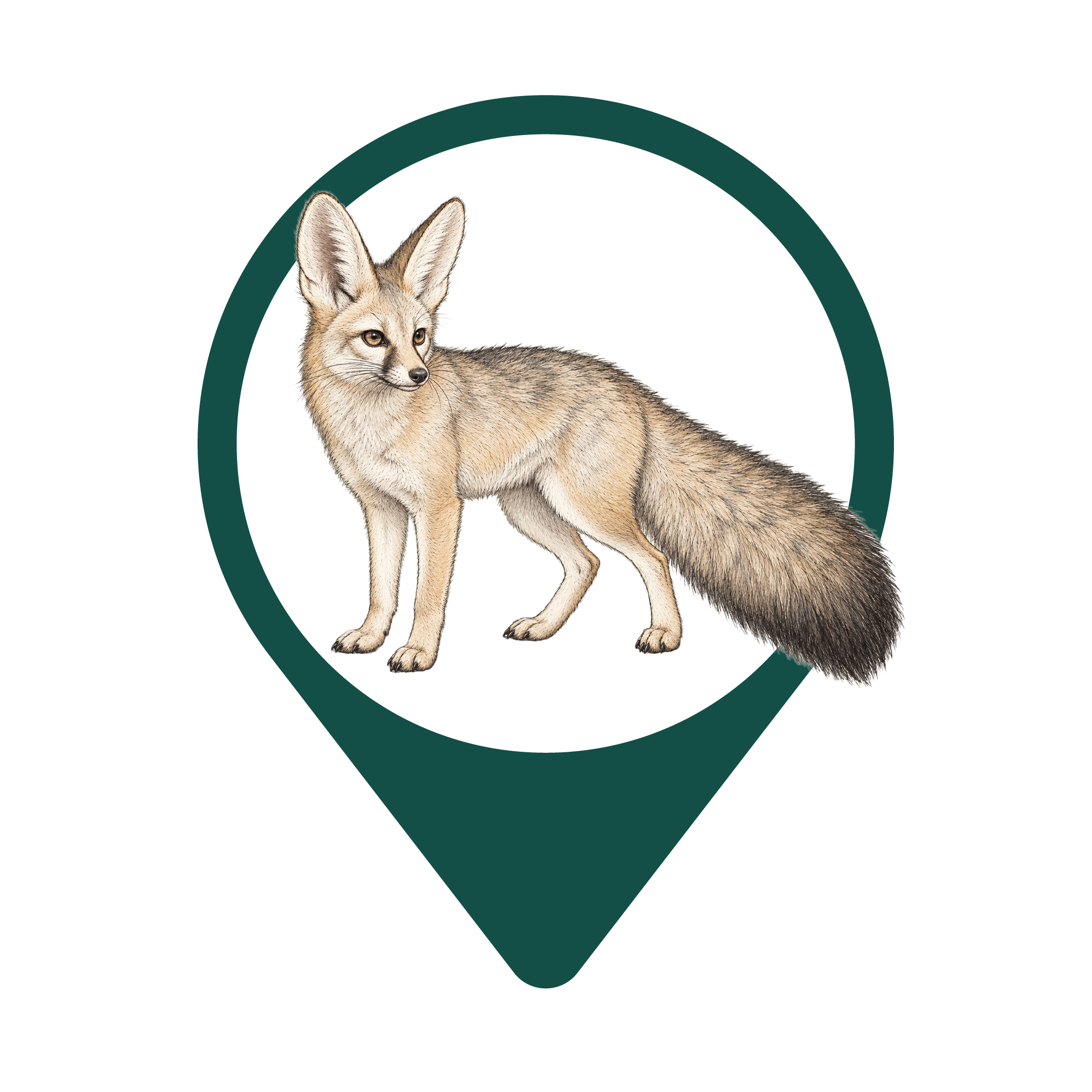 Blanford's fox