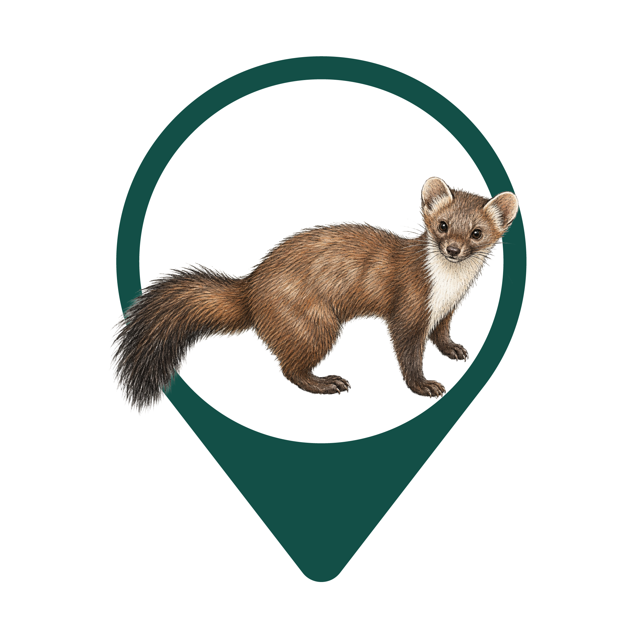 Beech Marten