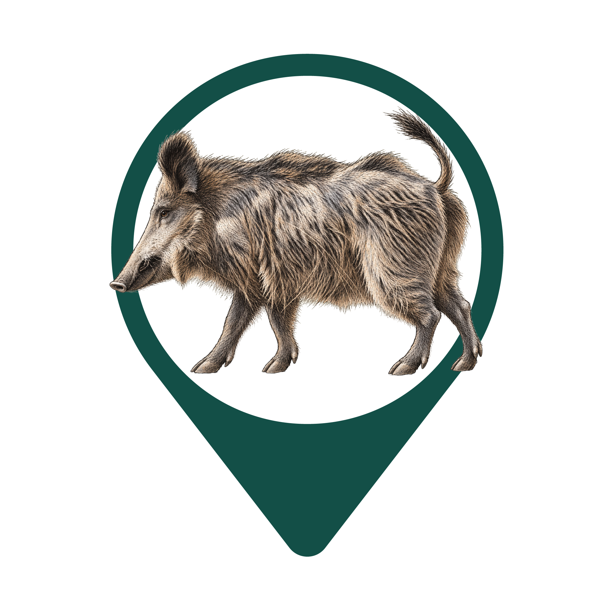 Wild Boar