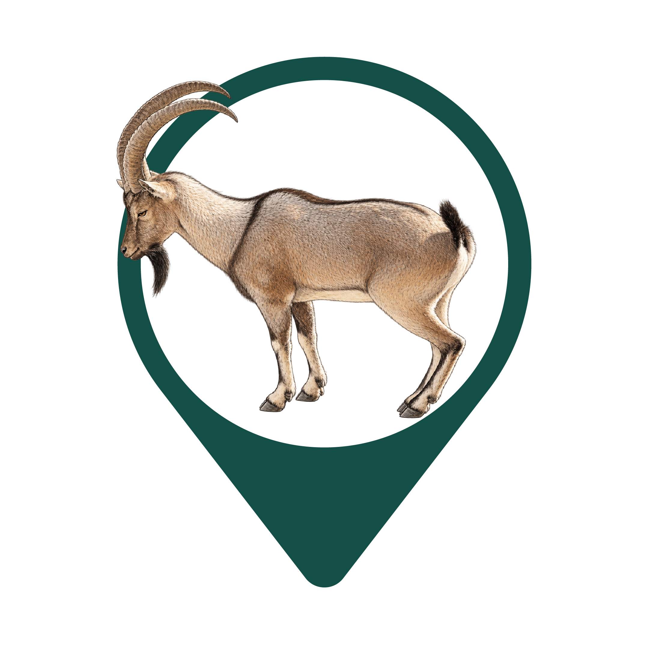 Wild Goat