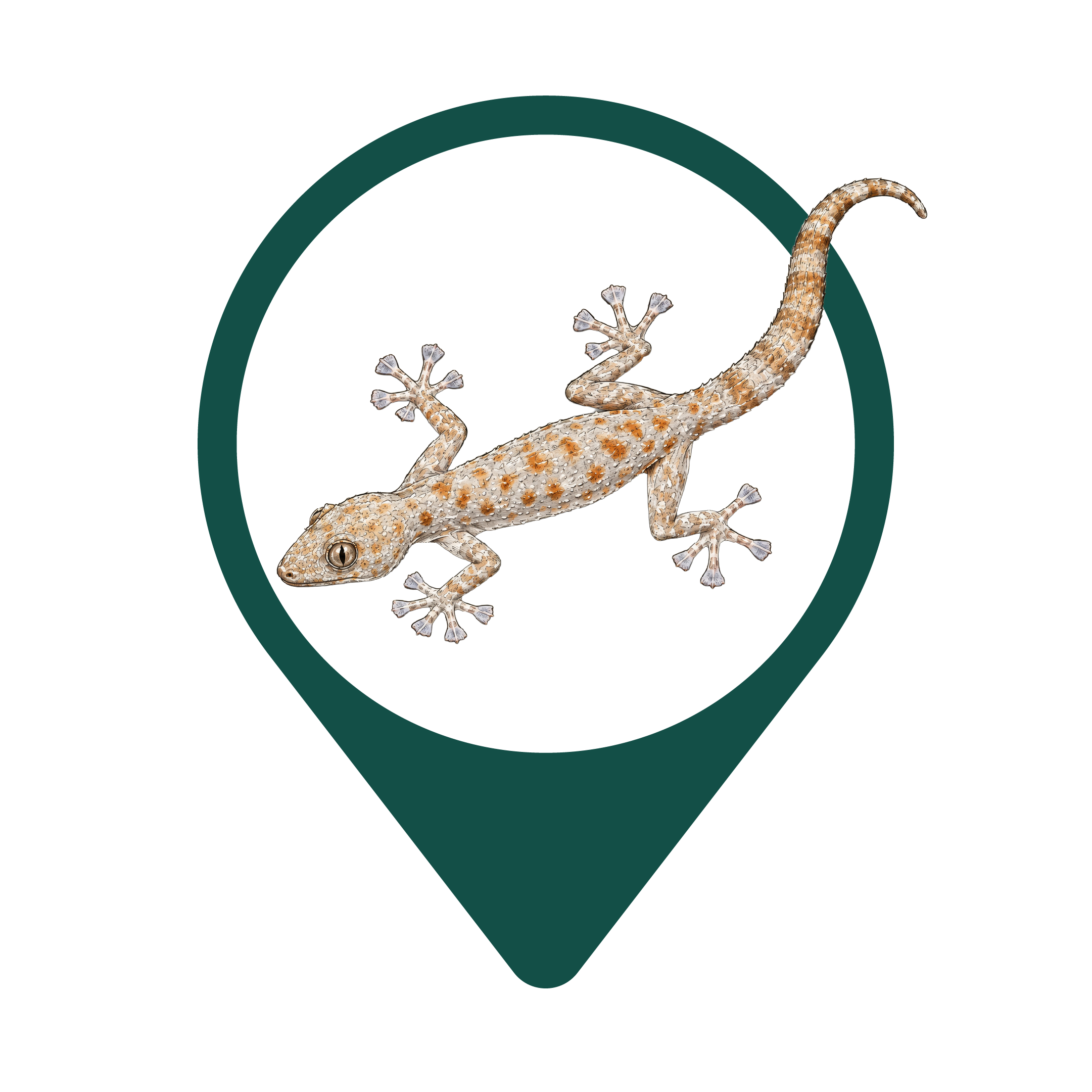 Saffin leaf-toed gecko