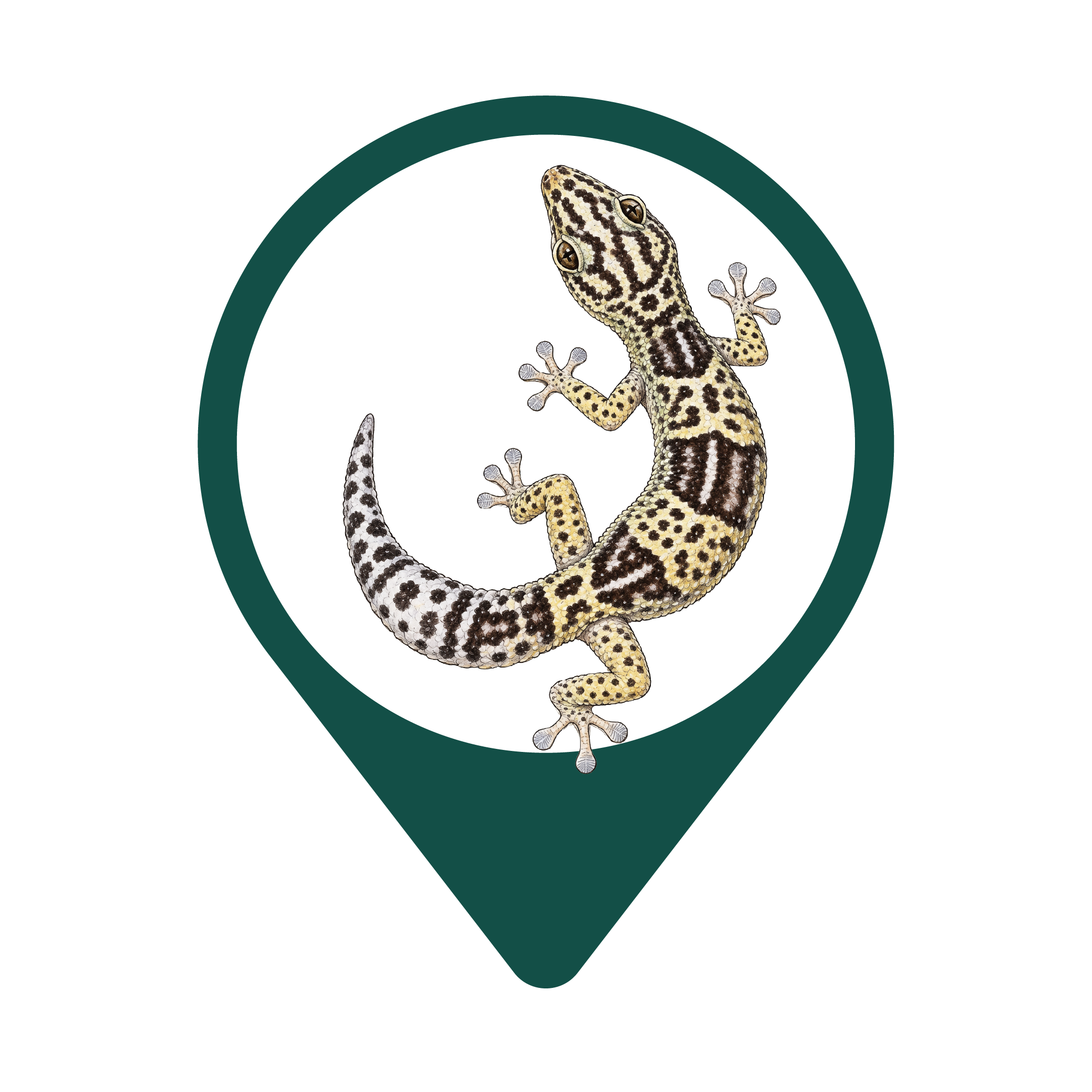 Iranian fat-tailed gecko, Iraqi eyelid gecko, Zagrosian leopard gecko