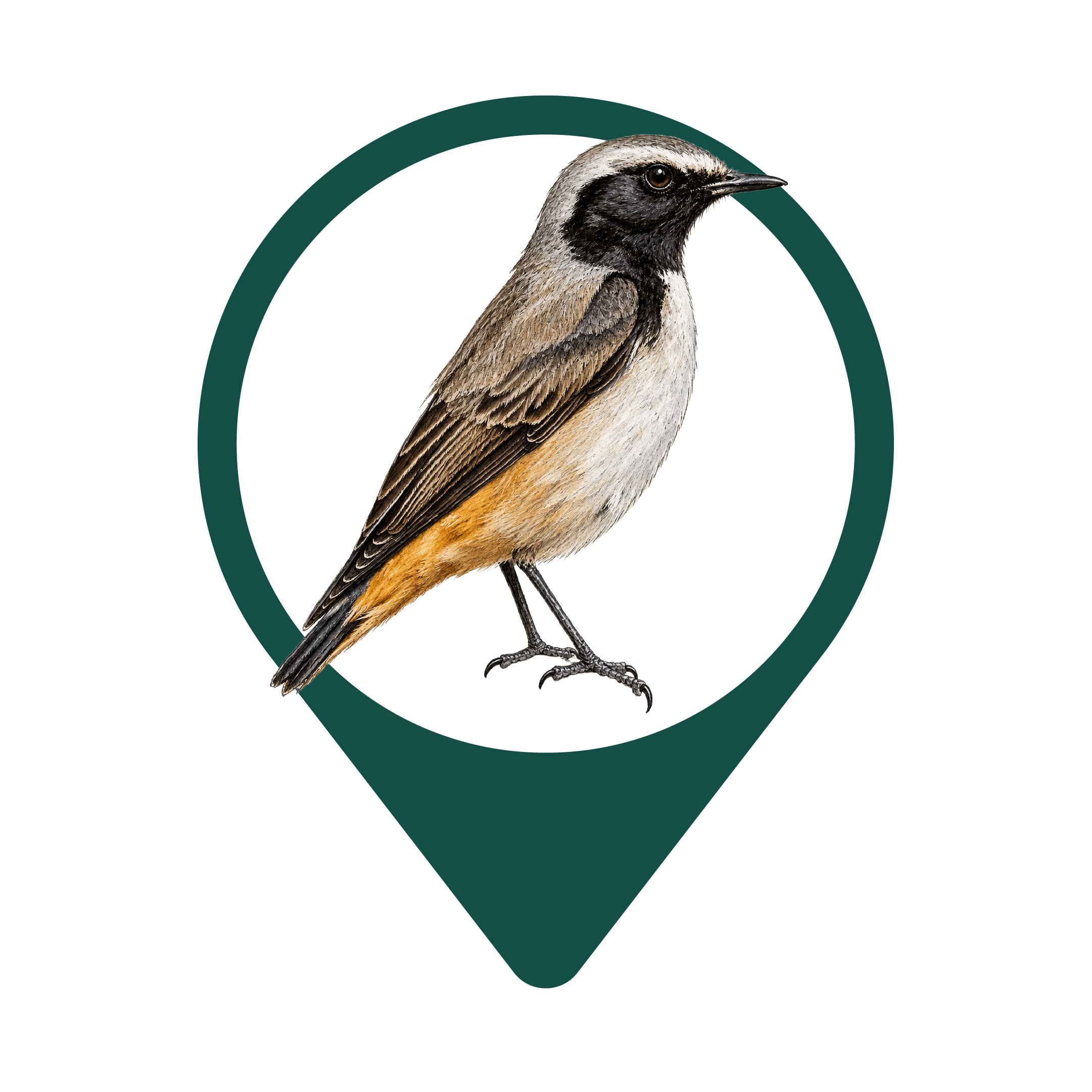 Kurdistan Wheatear