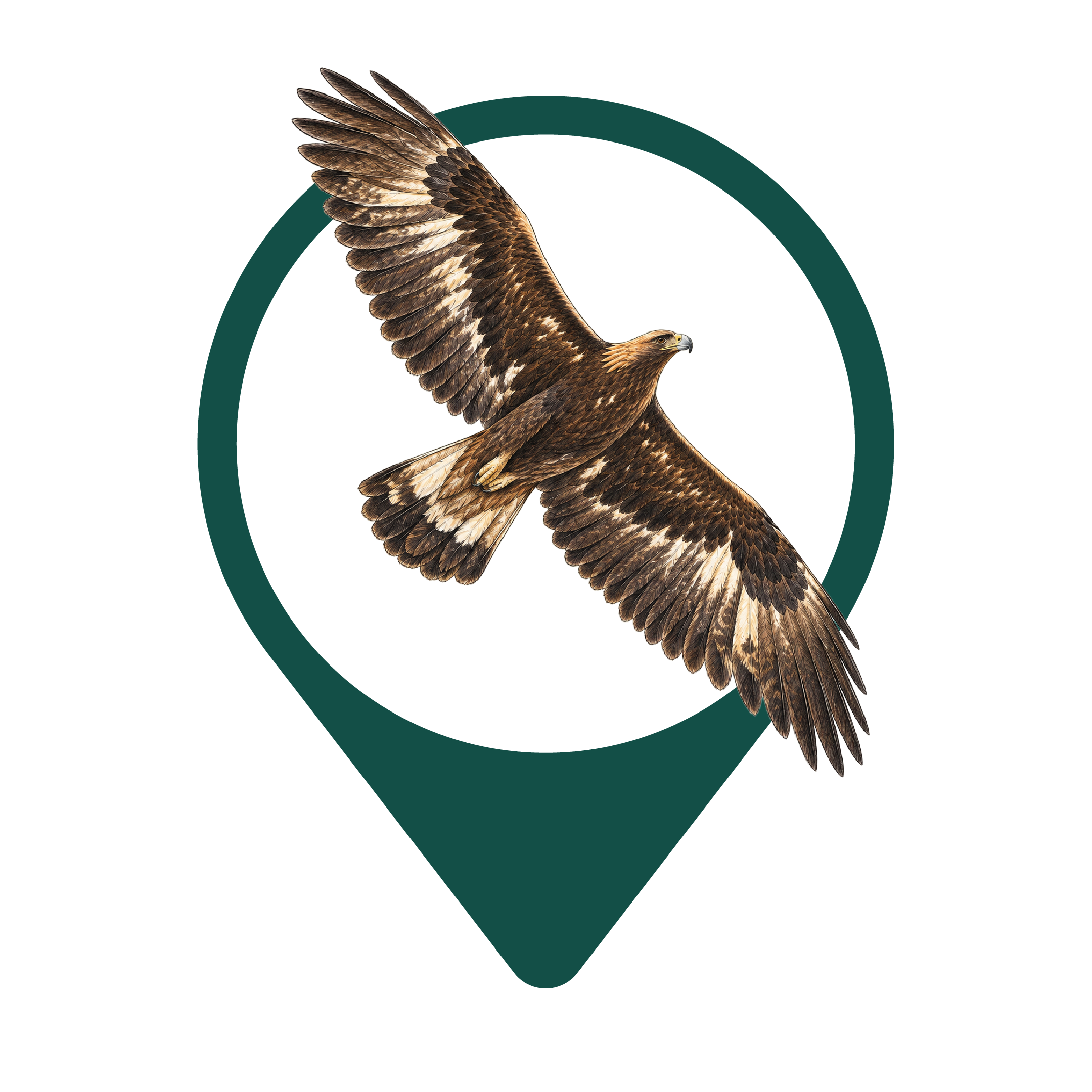 Golden Eagle