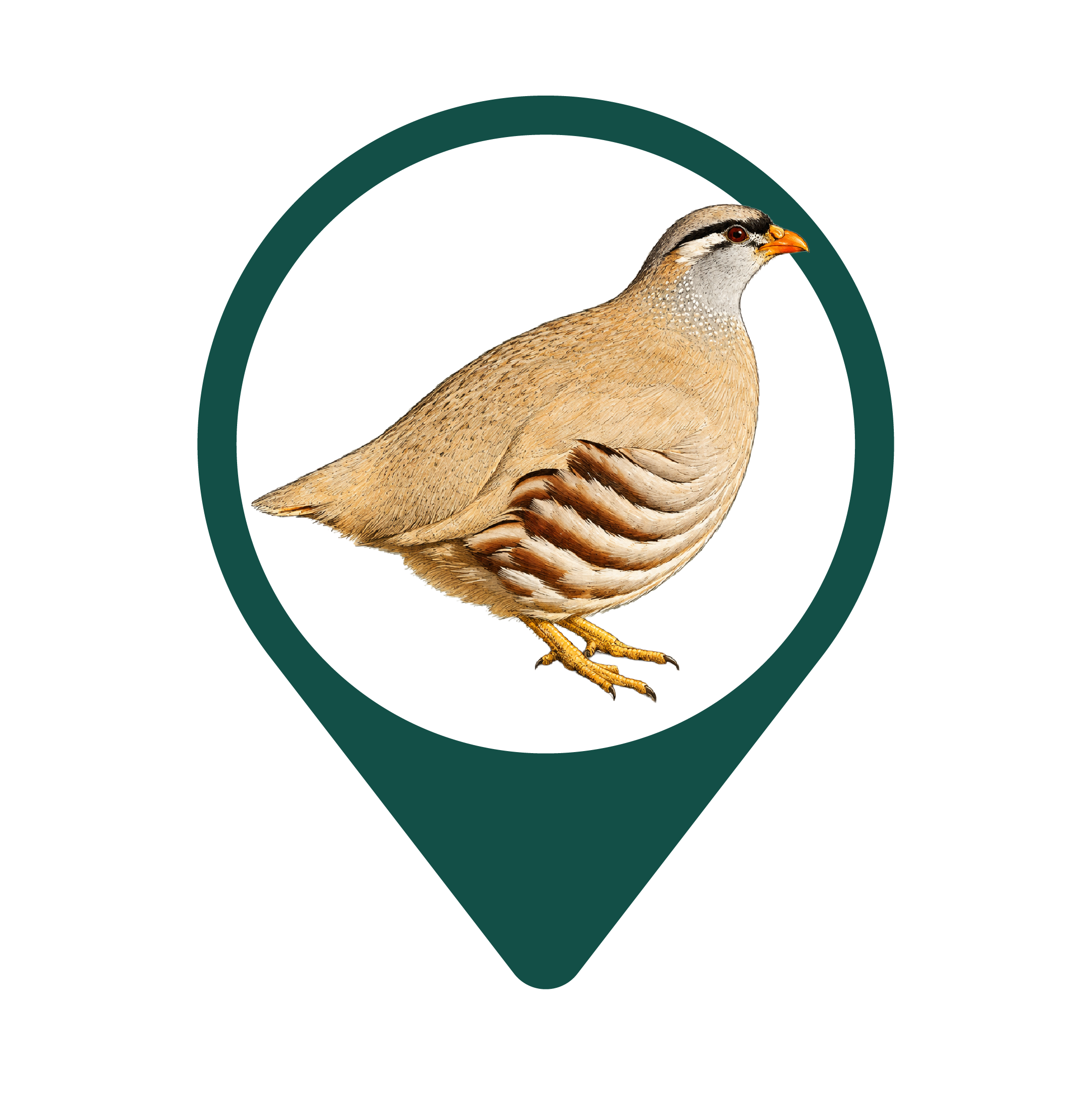 Chukar Partridge